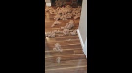 Dog destroys house