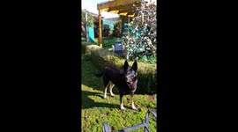 HUGE Acrobatic dog jumps for ball in backyard