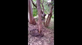 Koala climbing and eating on tree in Australia