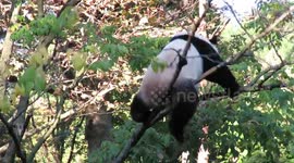 Bei Bei Bounces on Amur Cork tree!