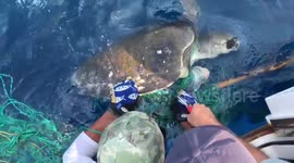 Fishermen rescue four sea animals trapped in fishing gear