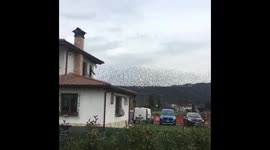 Birds in tuscany