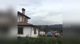 Newsflare Edit - Birds in tuscany