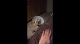 Gravy the dog conquers her fears and jumps