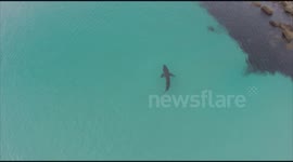 Quacopter footage of a great white shark cruising the shallows, Esperance West Australia