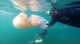 Giant Jellyfish  in Cornwall