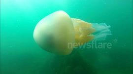 Giant Jellyfish  in Cornwall 2