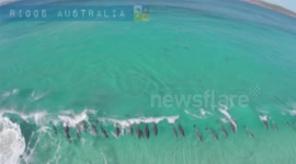 Dolphins Surf Observatory Beach Esperance West Australia