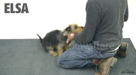 Magic For Dogs