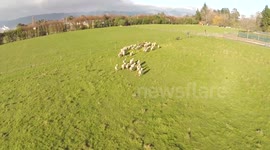 Quadcopter herds sheep