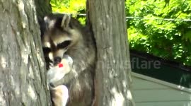cute raccoon stole our bread