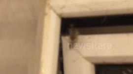 moth struggled to escape from web