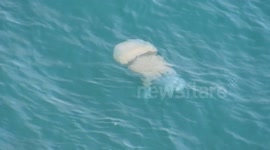 Barrel Jellyfish filmed from cliffs at Portland Bill
