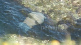 Giant Barrel Jellyfish swimming over rocks