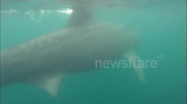 Basking Sharks Cornwall