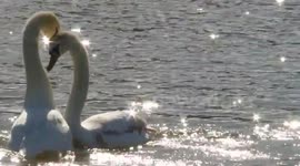 Courting swans