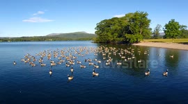 Lake Windermere's Canada Geese