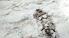 Mole digging its way into a Music Festival