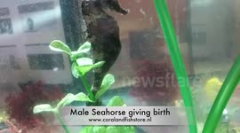 Seahorse giving birth