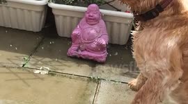 dog fights with water
