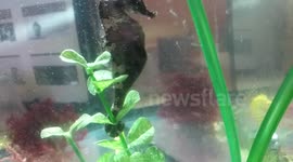 Seahorse Giving birth