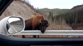 Canadian bison satisfies an itch by the highway