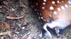 Deer gives birth