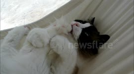 Cat struggles with mini hammock