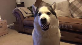 Kobi The Talking Husky Says