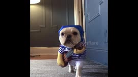 Funny French Bulldog playing guitar for tips