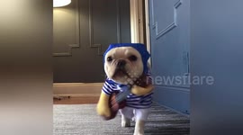 Newsflare Edit - Funny French Bulldog playing guitar for tips
