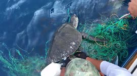 Fishermen rescue three turtles and booby bird trapped in fishing gear off Guatemala coast