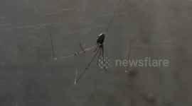 Dizzy! Spider spins uncontrollably on web