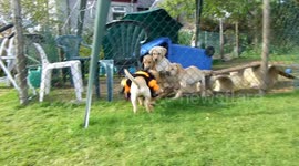 Puppy running around in a Spider outfit