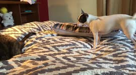 Noelle the Chihuahua