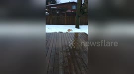 Newsflare Edit - Chihuahua falls in snow while pooping