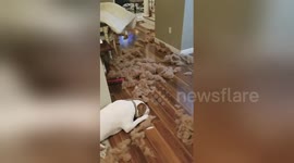 Dog caught red-handed after making a mess in owner's house