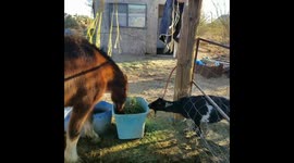 Fudge the pony shares his dinner with Willie the goat