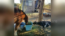 Newsflare Edit - Fudge the pony shares his dinner with Willie the goat