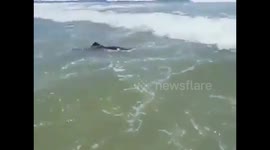 Dolphin swimming between people