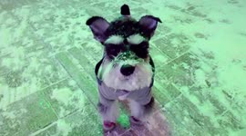 Cold blast in Harbin, China 2018 brings out winter dog clothes