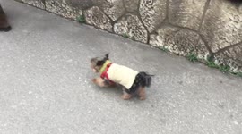 Small cute dog with sweater