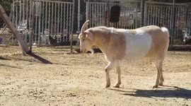 Fat Goat Crashes Down to Earth
