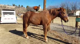 Rooster Rides Bareback