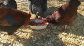 Piggy Brunches with Chickens