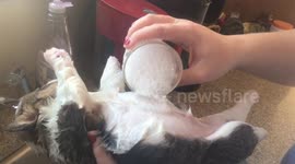 First Corgi bath