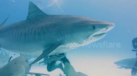 Man feeds massive pregnant tiger shark by hand
