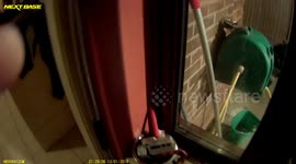 dog enjoys chasing light