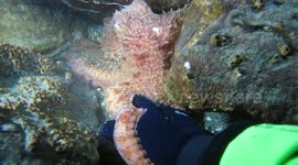 Giant octopus 'shakes hands' with diver off Washington coast