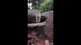Little man showing off at the zoo
